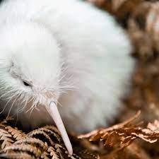 The other 85.4% is a mixture of europeans, asians and pacific islanders. Manukura The Rare White Kiwi Dies After Surgery In New Zealand New Zealand The Guardian