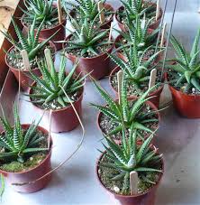 These succulents prefer temperatures between 65 to 80 °f (8 to 26 °c). Haworthia Attenuata Zebra Plant Dummer Garden Manage Gfinger Is The Best Garden Manage App