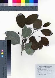 Image result for Drypetes arguta