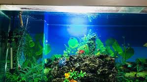 Professional aquarium companies provide all the equipment, consult with you on how you want it to look, source the animals, do all the setup and installation, and provide regular maintenance like tank cleanings. Marine Aquarium Supplies Near Me Pasteurinstituteindia Com
