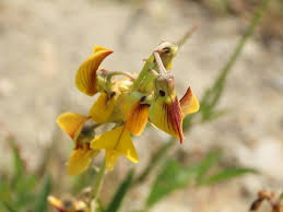 Image result for Crotalaria trichotoma