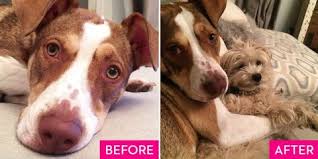 View pets available for adoption. Rescue Dogs Before And After Rescue Dog Makeovers