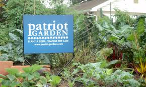 Junk dealer fred sanford was norman lear's black counterpart to archie bunker. Proposal Orlando Updates Landscape And Front Yard Vegetable Gardens Regulations Bungalower