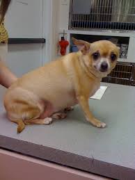 Image result for chihuahua big obesity