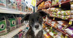 Now all australian cat lovers can give their feline friends the very best cat food without having to break the. What Is The Best Cat Dog Food In Australia Walkerville Vet