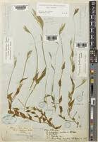 Image result for Arthraxon lancifolius