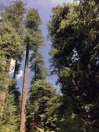 Hours may change under current circumstances Valley Of The Giants Outstanding Natural Area Bureau Of Land Management
