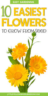 Sunflowers are beautiful flowers with bright yellow petals, evoking the sense. 10 Easy Flowers To Grow From Seeds Easiest Flowers To Grow Growing Seeds Easy To Grow Flowers