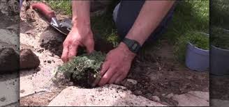 Maybe you would like to learn more about one of these? How To Soften The Look Of A Stone Walkway With Creeping Thyme Landscaping Wonderhowto