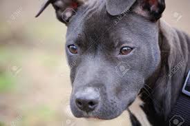 Breeders also provide studs for mating. Black And White American Pitbull Terrier Stock Photo Picture And Royalty Free Image Image 8433218