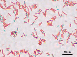 A microbial biorealm page on the genus escherichia coli. Bacterie Spore