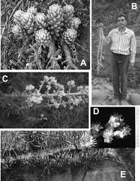 Image result for Sedum ruwenzoriense