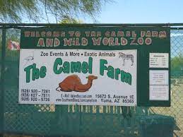 Choose from 500 different sets of flashcards about zoo animals on quizlet. The Camel Farm Is Open Many Days Through The Year A Popular Outing For Families And Students Picture Of The Camel Farm Yuma Tripadvisor