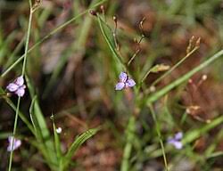 Image result for Murdannia semiteres