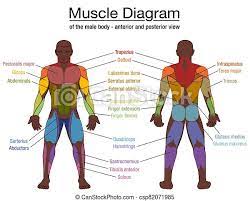 1) skeletal, 2) smooth, and 3) cardiac. Muscle Diagram Black Man Male Body Names Muscle Diagram Most Important Muscles Of An Athletic Black Man Anterior And Canstock