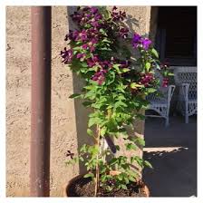Chalky, clay, loamy, sandy (will tolerate most soil types) soil drainage. Clematis Etoile Violette For Balcony And Patio