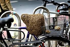 Da die honigbiene leider nicht mehr ohne die betreuung eines imkers in freier wildbahn. Bienenschwarm Im Garten Kreisimkerverein Bielefeld