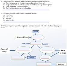 Cellular respiration occurs in mitochondria. Solved 11 Where Do Carbon Atoms In Pyruvic Acid End Up A Chegg Com