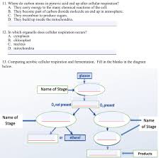 In which organelle does cellular respiration occur? Solved 11 Where Do Carbon Atoms In Pyruvic Acid End Up A Chegg Com