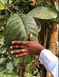 Image result for Coffea zanguebariae