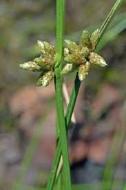 Image result for Schoenoplectiella