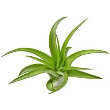 Image result for Erythrococca kirkii