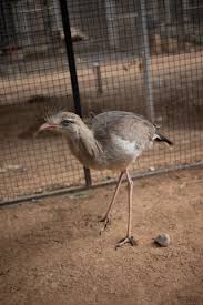 Image result for Sericorema