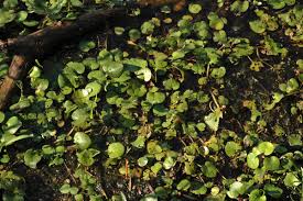 Image result for Hydrocharitaceae