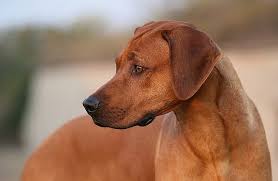 Image result for rhodéský ridgeback