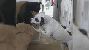 Cat Vs Dog In Fight For Couch Armrest Video Abc News