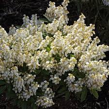 Image result for Pieris japonský debutante obrázek