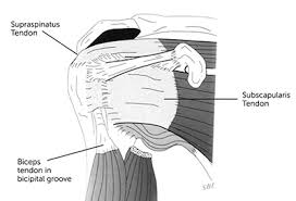 The tendons and the muscles come next. Rotator Cuff Repair Orthopaedics Wa