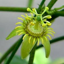 Image result for Passiflora suberosa