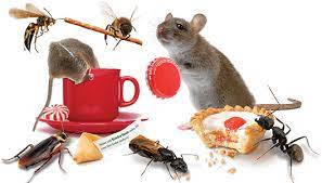 Even if you perform all the necessary precautions and measures to keep your home clean, pests can still find a way to enter. Pest Control In Buffalo Rated 1 In Service Enviropest