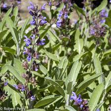 We did not find results for: Garden Sage Cvs Inland Valley Garden Planner