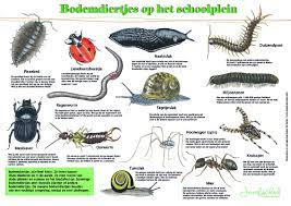 informatiepaneel bodemdiertjes op het schoolplein gemaakt in opdracht voor de jozefschool dieren natuur buitenonderwijs