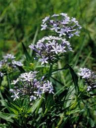 Image result for Pentanisia sykesii