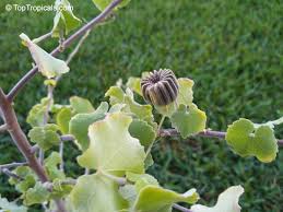 Image result for Abutilon indicum