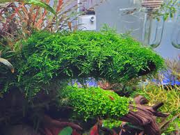 Image result for Nesaea sarcophylla