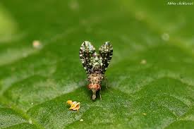 Image result for Platostoma sp. no. 2