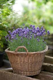 Lavender Lilac Garten Lavendel Pflanzen Lavendelbluten