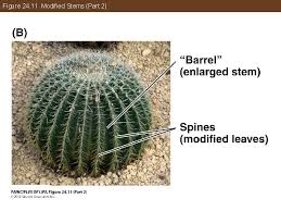 These plants are quite short and branch up from their base. 24 The Plant Body Chapter 24 The Plant