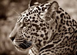 If you want to download jaguar high very little is known of attacks on people of this animal, most often it was provoked by man. 60 Best Jaguar Photos 100 Free Download Pexels Stock Photos
