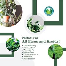 Check spelling or type a new query. Premium Fiddle Leaf Fig Potting Soil Monstera Plant Resource
