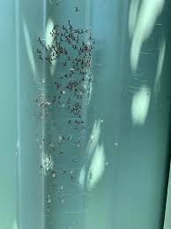 This spider is considered beneficial as it spins a large web to snare flying insects, such as flies and mosquitoes. A Web Full Of These Cuties Baby St Andrew S Cross Spiders Spiderbro