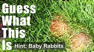 Maybe you would like to learn more about one of these? What To Do If You See A Rabbits Nest On Your Front Lawn Youtube
