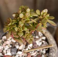 crassula atropurpurea var anomala 红稚儿2018 09 02 多肉植物 succulents succulents plants
