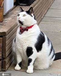 Buy, sell and adopt puppies, dogs, cats, kittens and other pets in your local area. People S Daily China On Twitter Adorable Over Weight Cat With Black And White Markings That Looks Like A Miniature Cow Becomes An Online Celebrity Meet Keith The Cat From Bristol U K Https T Co Qafgrebumm