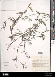 Image result for Pentodon pentandrus