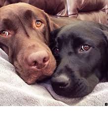 Read More About Puppies For Sale Check The Webpage To Learn More Our Web Images Are A Must See Labrador Retriever Retriever Dog Autism Service Dogs
